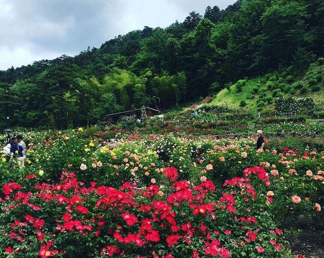 A place where visitors are immersed in a paradise of roses